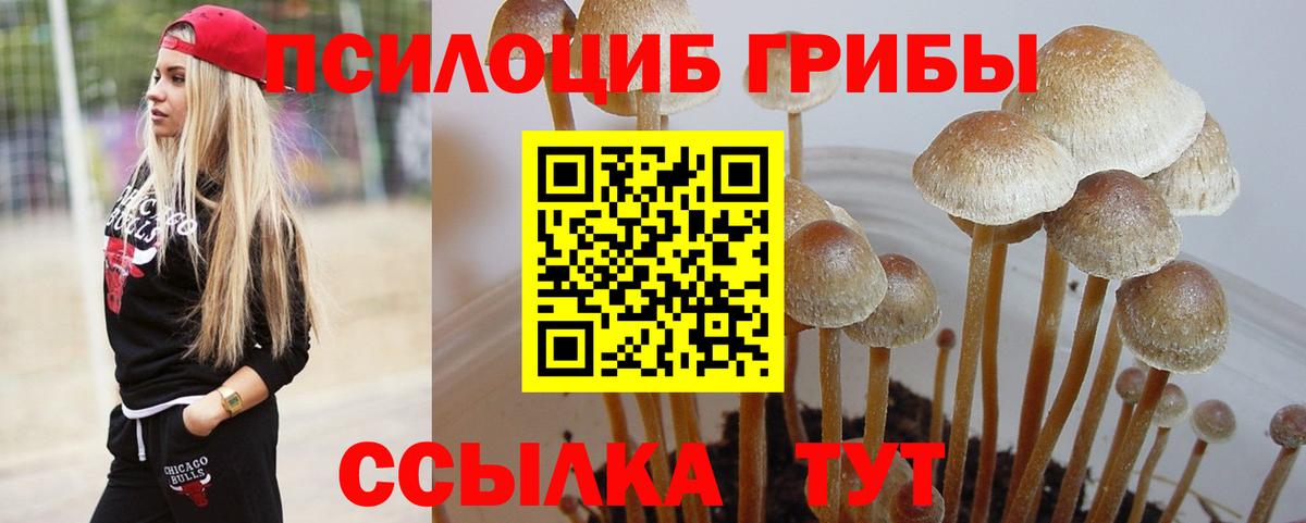 Галлюциногенные грибы Cubensis  Вход с VPN  Кизилюрт 